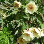 Glasnevin Botanic Gardens, Dublin