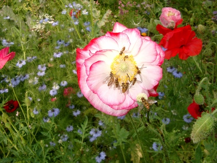 annual meadow plants