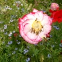annual meadow plants