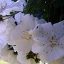 Glasnevin Botanic Gardens, Dublin