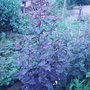 Garden_photo_s_049