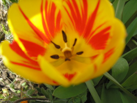 Tulip