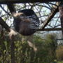 Nesting material