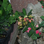 Euphorbia Millii (Thai Hybrid)