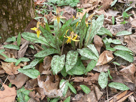 Yellow Trout Lily (Erythronium americanum (Adder Leaf))