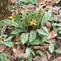 Trout_lily_6_blooms_2_buds_4-10-08_exc_sm