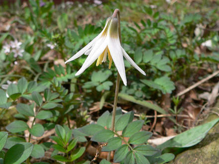 White Trout Lily (Erythronium albidum)