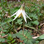 Trout_lily_white_4-12-08_exc_sm
