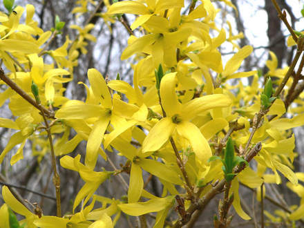Forsythia (Forsythia)