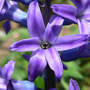 Hyacinth_purple_blue_4-08-08_med