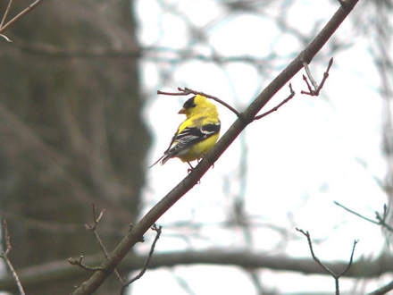 Male Goldfinch