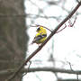 Male Goldfinch