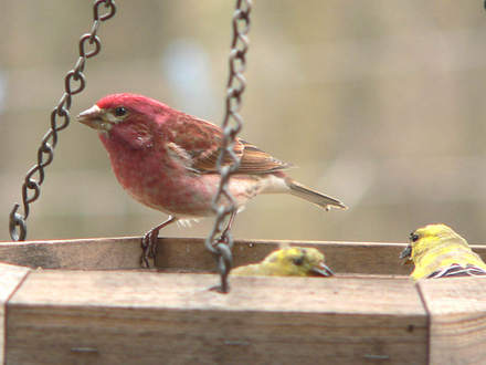 Purple Finch Male