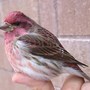Purple_finch_crash_finger_exc_2-13-06