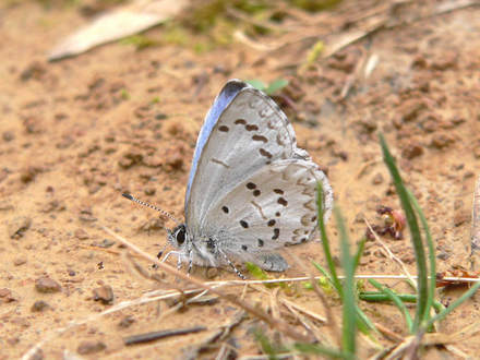 Spring Azure