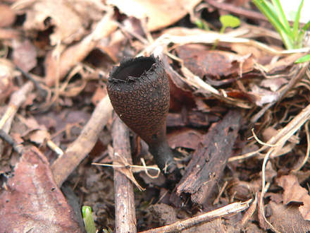 Gray Urn