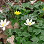 Lesser_celandine_w_bloodroot_4-10-08