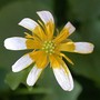 Ranunculus ficaria