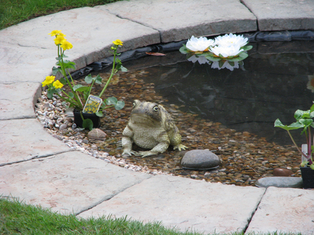 Monster Toad 