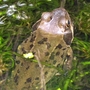 Frog_close_up