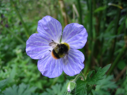 Bee on geranium pratense 'Mrs Kendall Clarke'