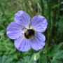 Bee on geranium pratense 'Mrs Kendall Clarke'