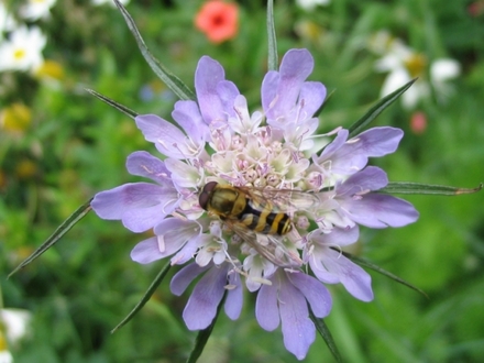 Hover fly on Scabious