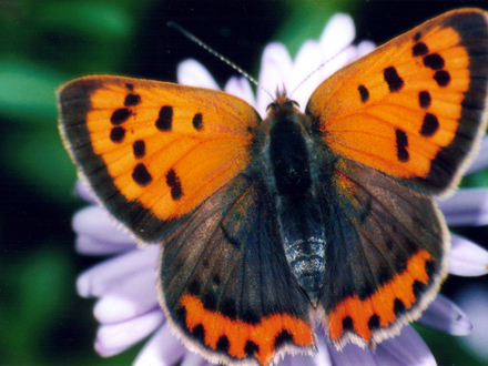 Small Copper on a Michaelmas Daisy