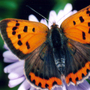 Small_copper