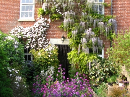 My lovely Wisteria (Wisteria floribunda'macrobotrys')