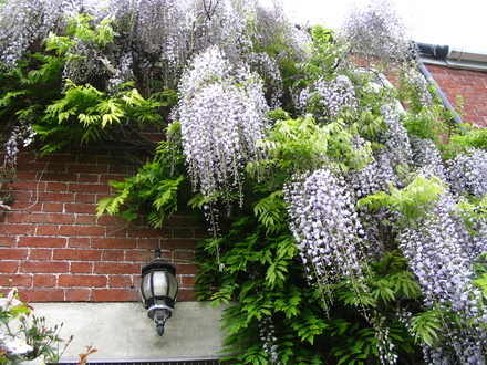 My Wisteria in close up (Wisteria floribunda'macrobotrys')
