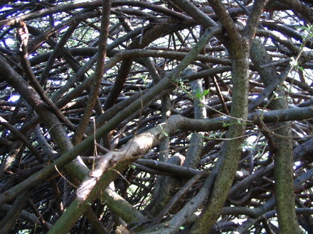 Deep inside my Cotoneaster