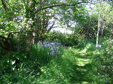 Bluebell wood