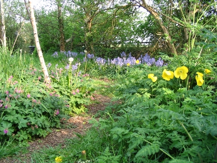 Bluebells and Welsh poppies (Hyacinthoides hispanica,Meconopsis cambrica)