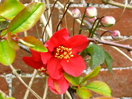 Japonica and Montana (Chaenomeles japonica (Japonica) and Clematis Montana)