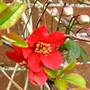 Japonica and Montana (Chaenomeles japonica (Japonica) and Clematis Montana)