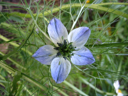 Love-in-a-mist  (Nigella damascena (Love-in-a-mist))