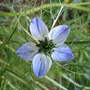 Nigella_damascena