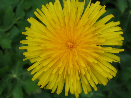Dandelion