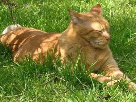 One of my cats