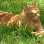 One of my cats