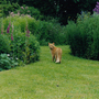 Ambrose_in_garden_2