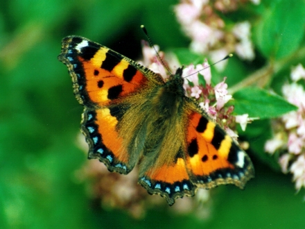 Small Tortoiseshell on Marjoram