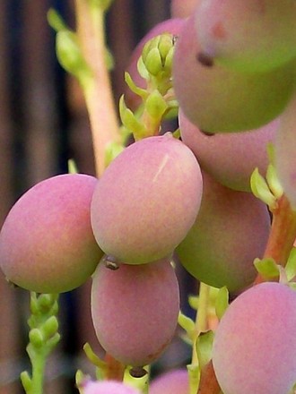 14_4_17.jpg (Mahonia japonica (Mahonia))