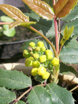 A garden flower photo (Mahonia aquifolium)