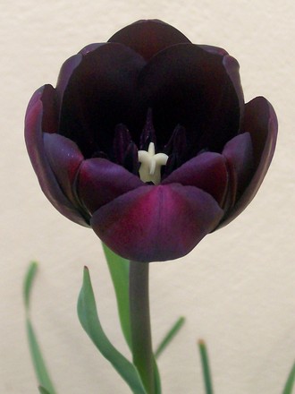 14_4_5.jpg (Tulipa)