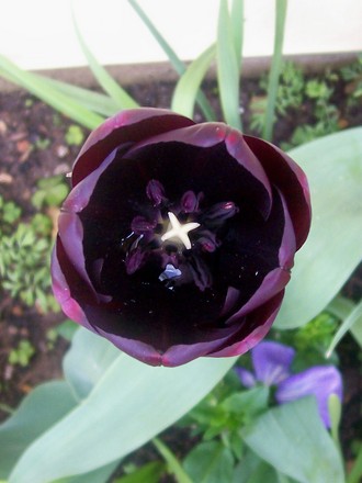 14_4_4.jpg (Tulipa)