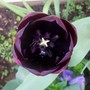 14_4_4.jpg (Tulipa)