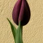 10_4_6.jpg (Tulipa)