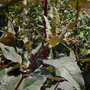 A garden flower photo (B Vulgaris)